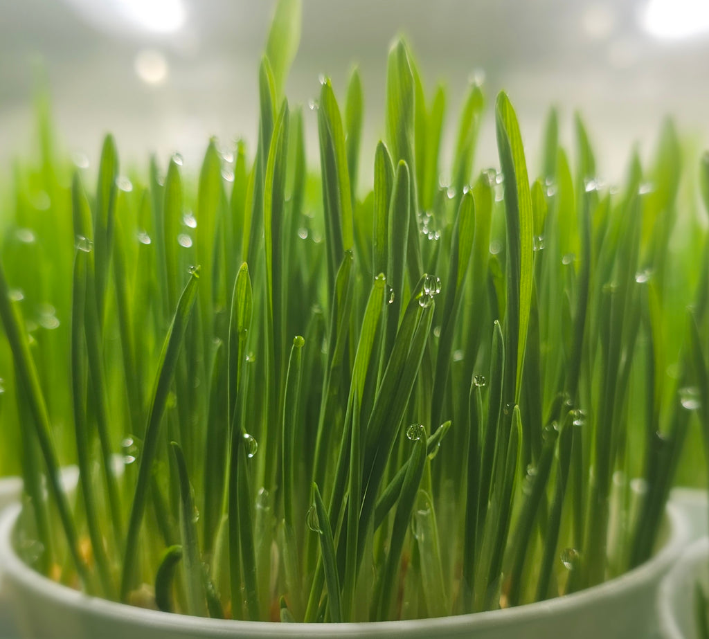 Fresh Pet Grass Pot - 2 Pots