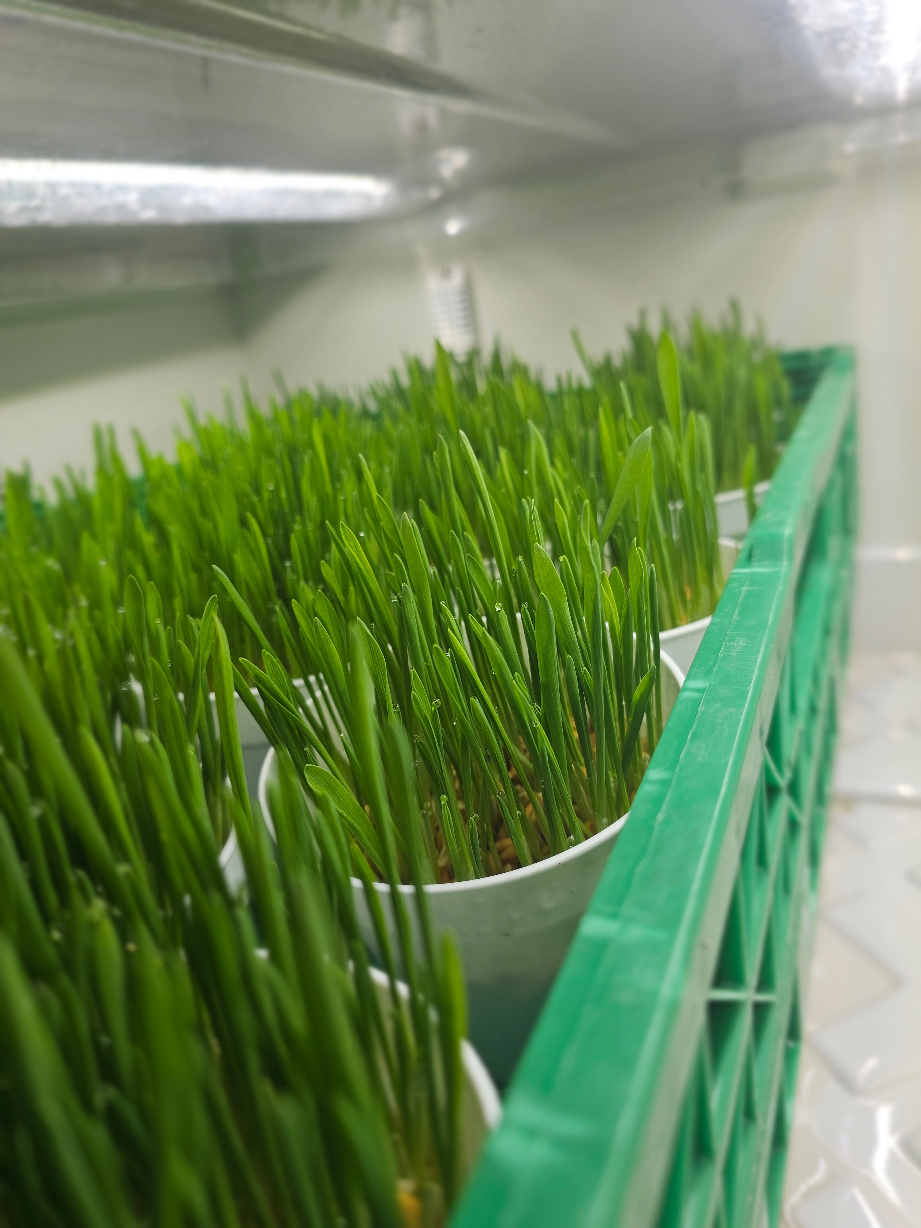 Fresh Pet Grass Pot - 2 Pots