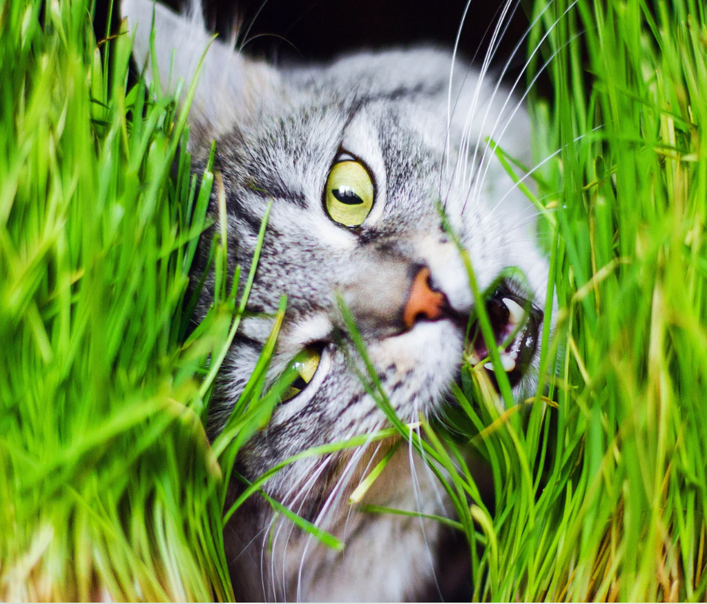 Fresh Pet Grass Pot - 2 Pots