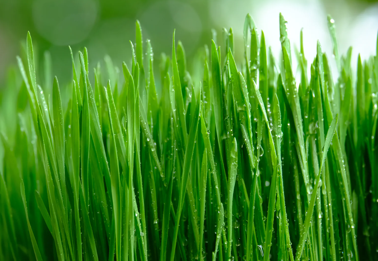 Fresh Pet Grass Pot - 1 Pot