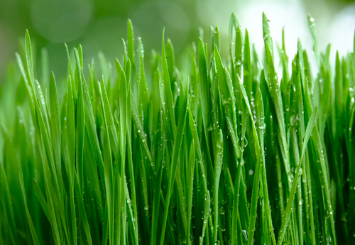 Fresh Pet Grass Pot - 1 Pot