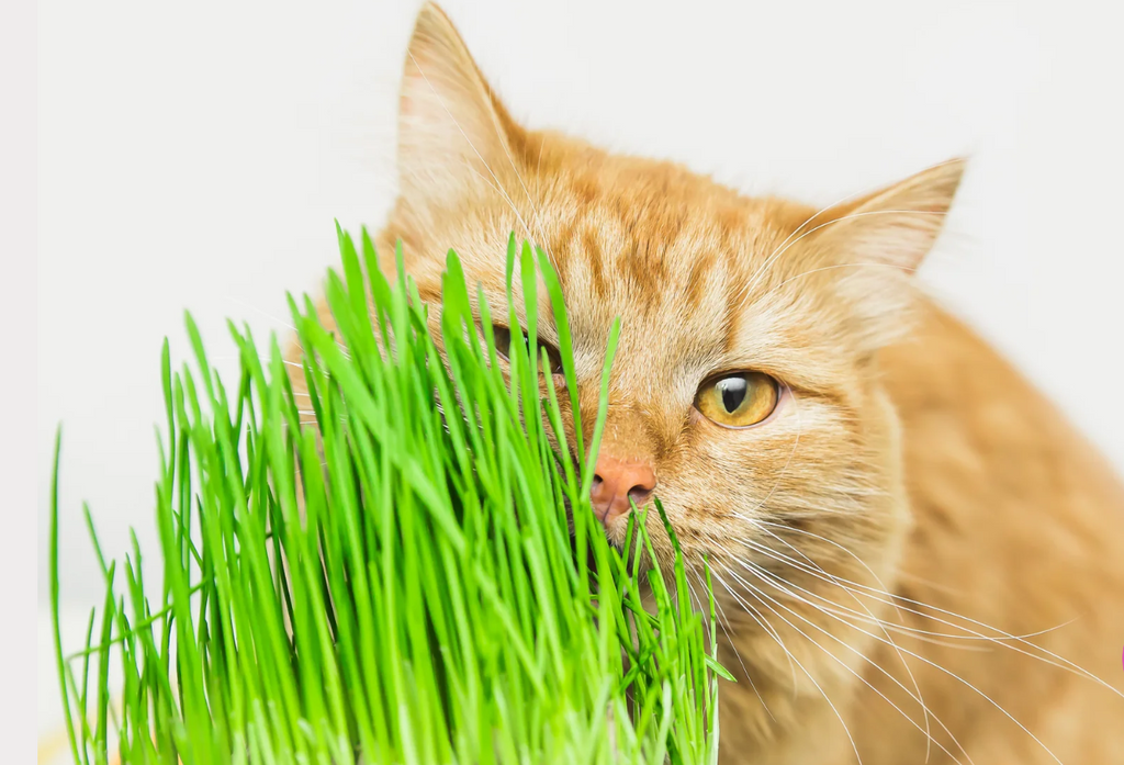 Fresh Pet Grass Pot - 2 Pots