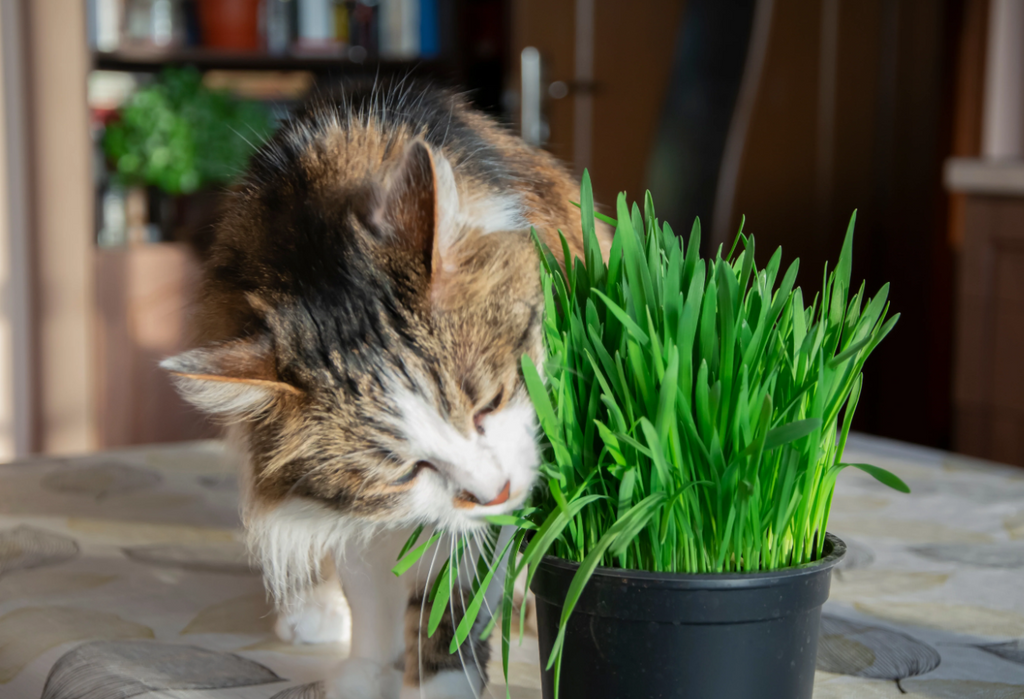 Fresh Pet Grass Pot - 2 Pots