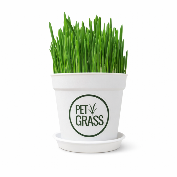 Fresh Pet Grass Pot - 1 Pot