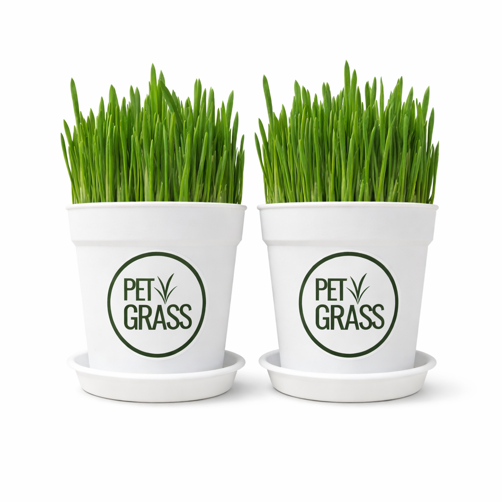 Fresh Pet Grass Pot - 2 Pots