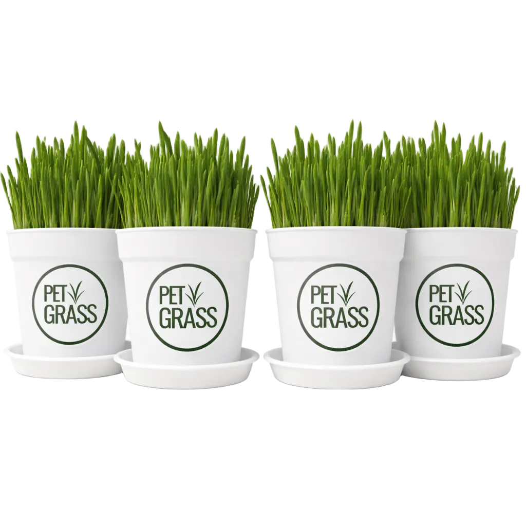 Fresh Pet Grass Pot - 4 Pots