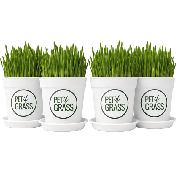 Fresh Pet Grass Pot - 4 Pots